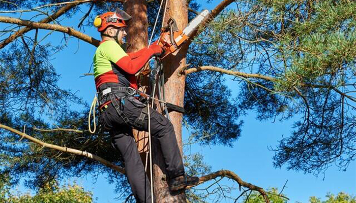 Élagage En Seine Et Marne 77