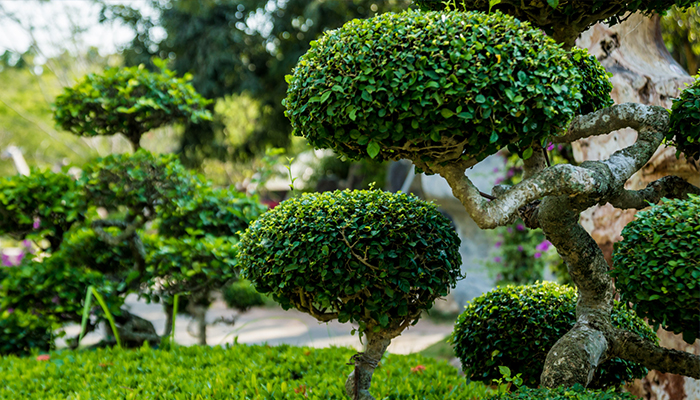 Élagage En Seine Et Marne 77